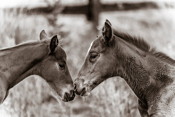 Two colts