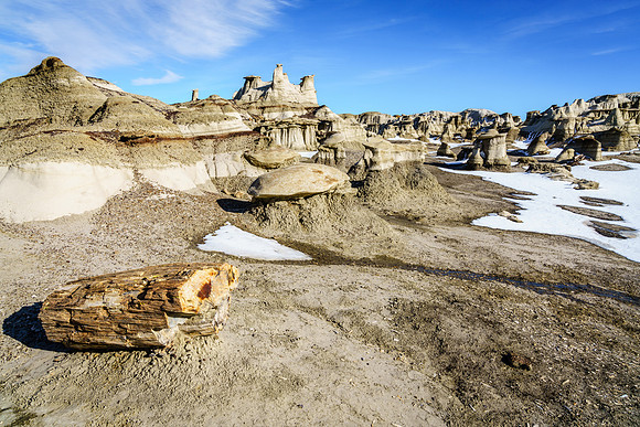 Petrified Wood in Rock Forest