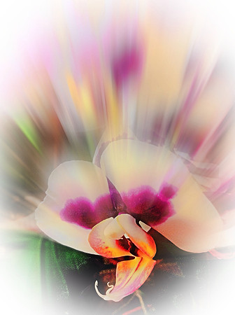 Orchid explosion