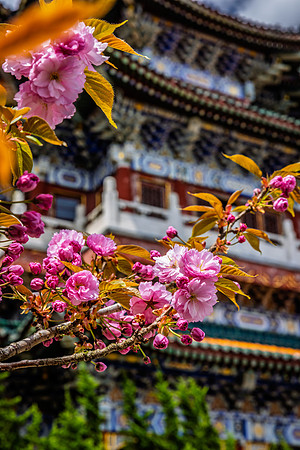 Spring in Tianmenshan Temple
