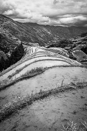 Longji Rice Terraces