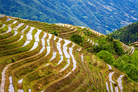 Longji Rice Terraces