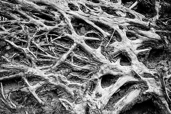 Root pattern