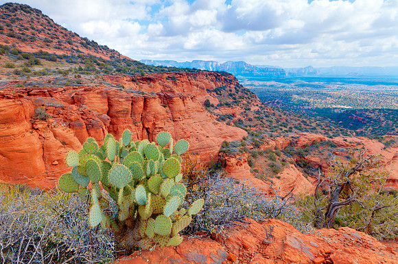Desert Landscape