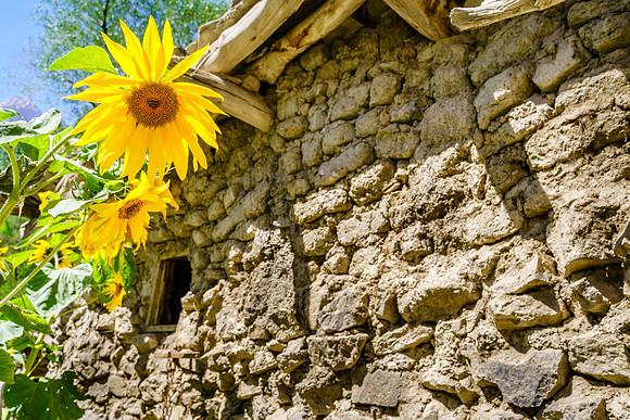Sunflowers in Margib village