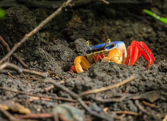 Red land Crab in Costa Rica