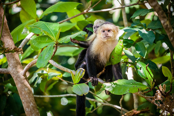 Capuchin monkey mother with baby