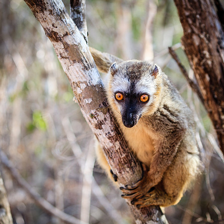 Red-fronted brown lemur