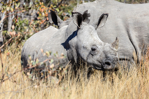 Baby White Rhino
