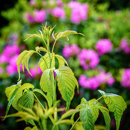 New growth