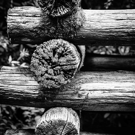 Chronicles of Aged Timber