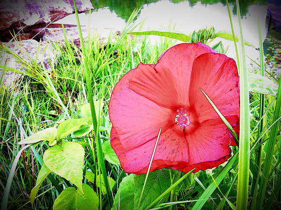 Backyard wonder