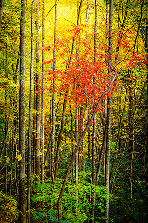 Fall in a forest