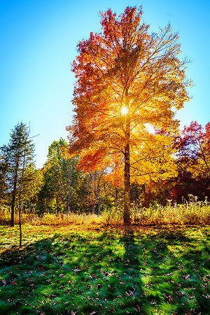 Autumn tree with sun