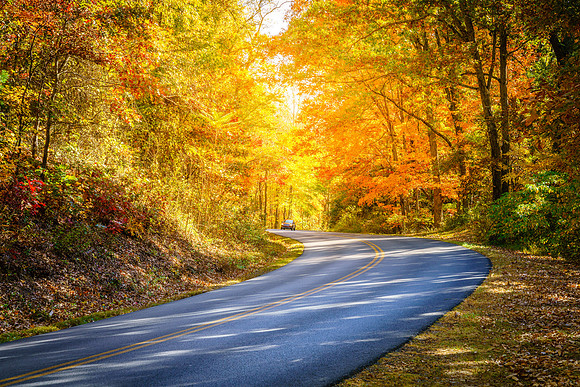 Road through fall forest