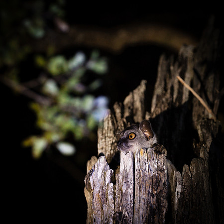 Lemur by night