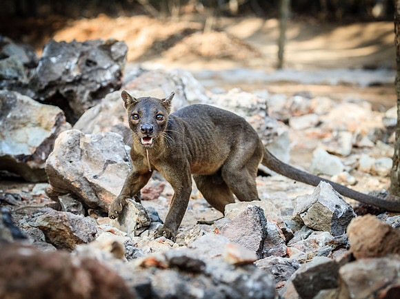 Fossa