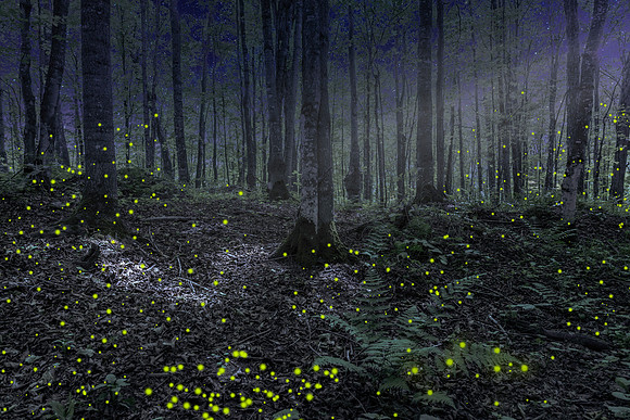 Night in the forest in Michigan