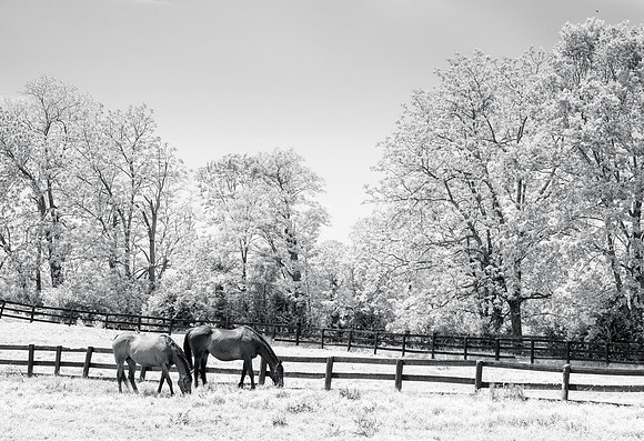 Bluegrass horse farm