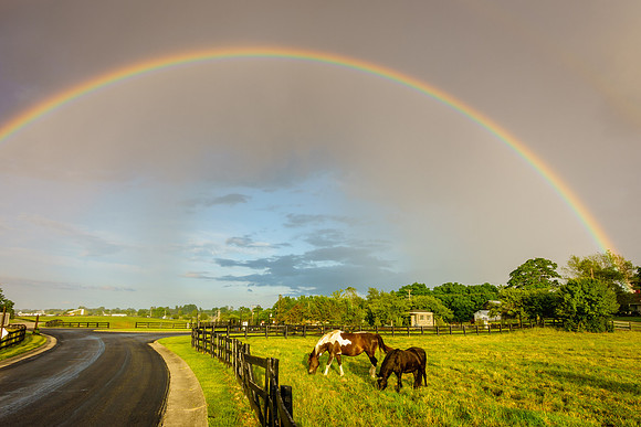 Rainbow over pasture