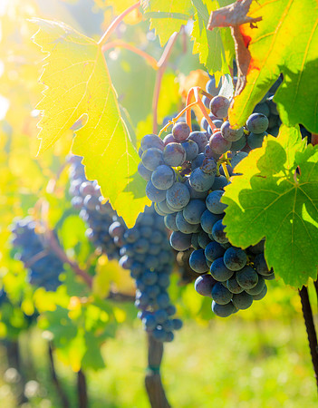 Blue grapes on a vine