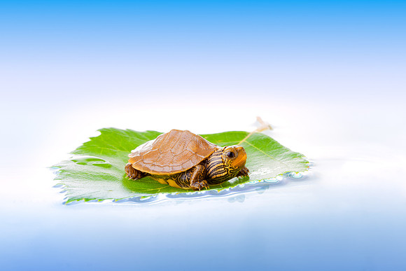 Baby turtle on a leaf