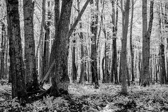 Forest in Michigan