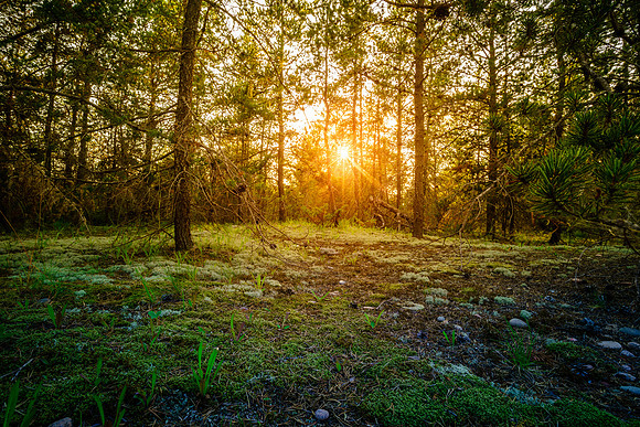 Sunset in the forest